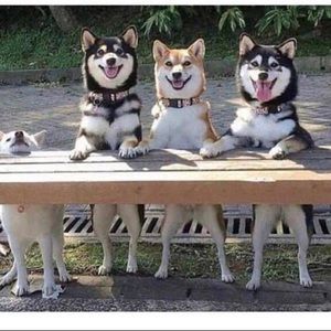 Meet your Posher, Josh